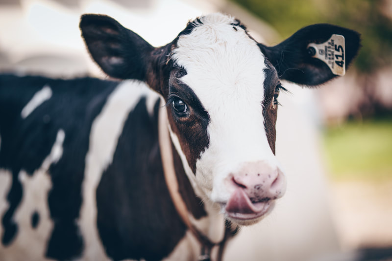 Dairy Farm Calves